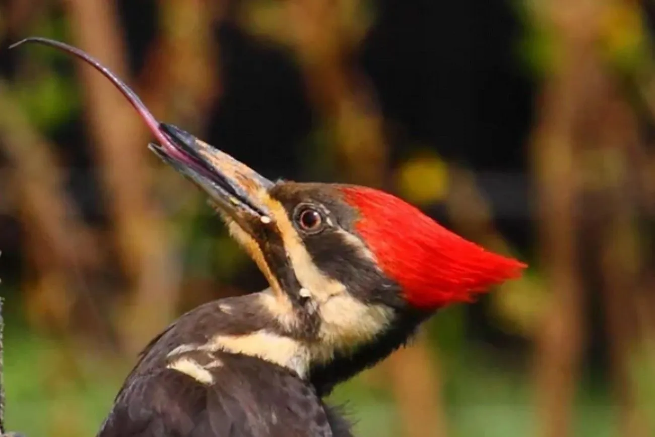 11. Tongue of a Woodpecker.jpg?format=webp