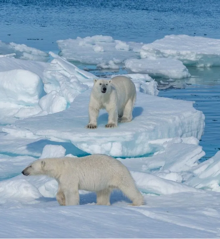 14. Wild Polar Bear.jpg?format=webp