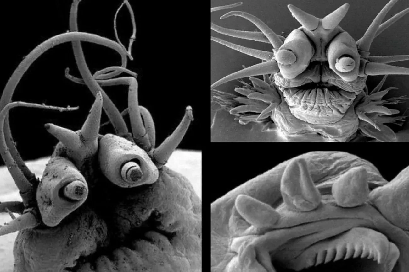 17. Deep Sea Worms .jpg?format=webp