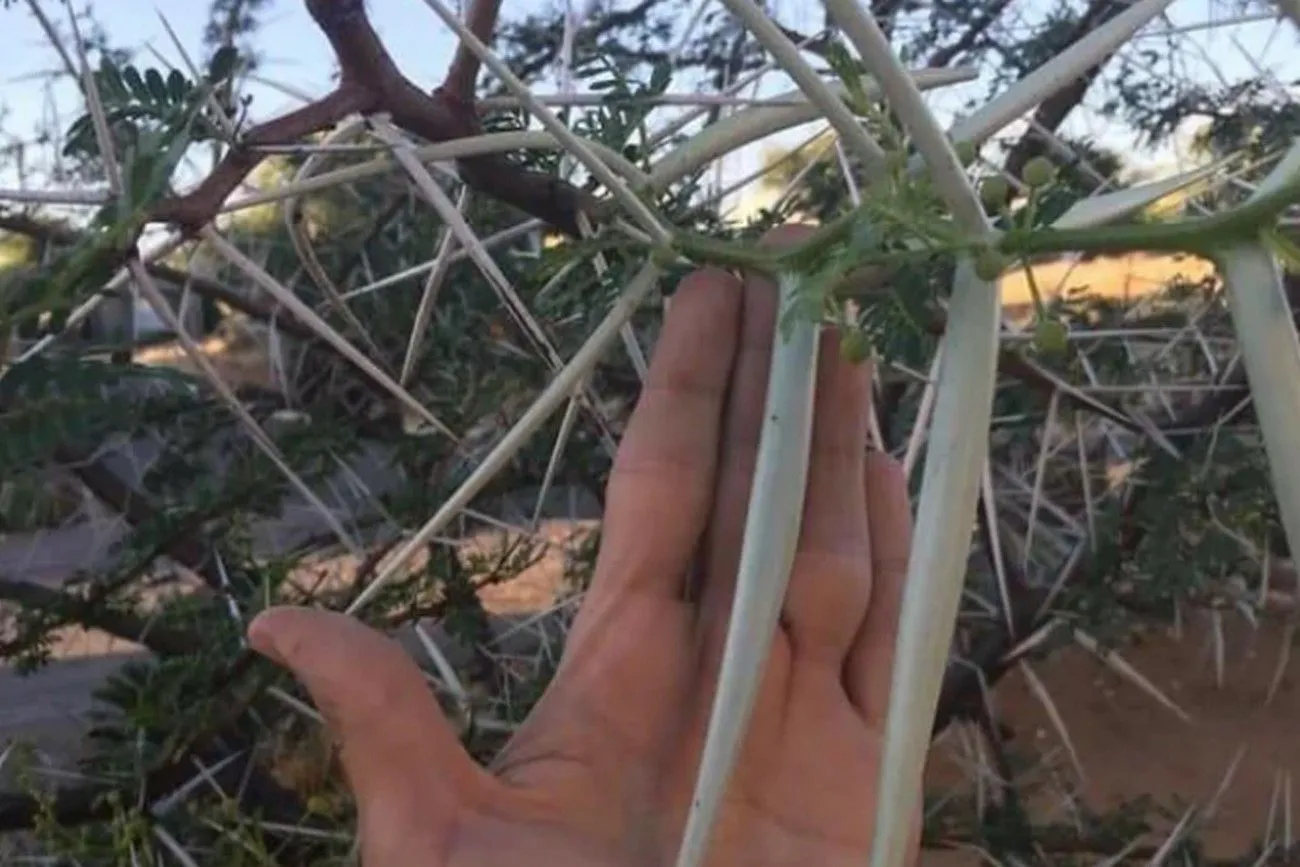 19. Long Erioloba Acacia Thorns.jpg?format=webp