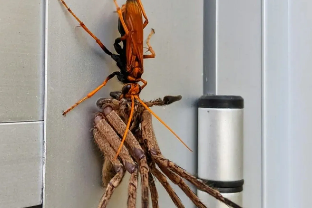 19. The Tarantula Hawk and its Prey.jpg?format=webp