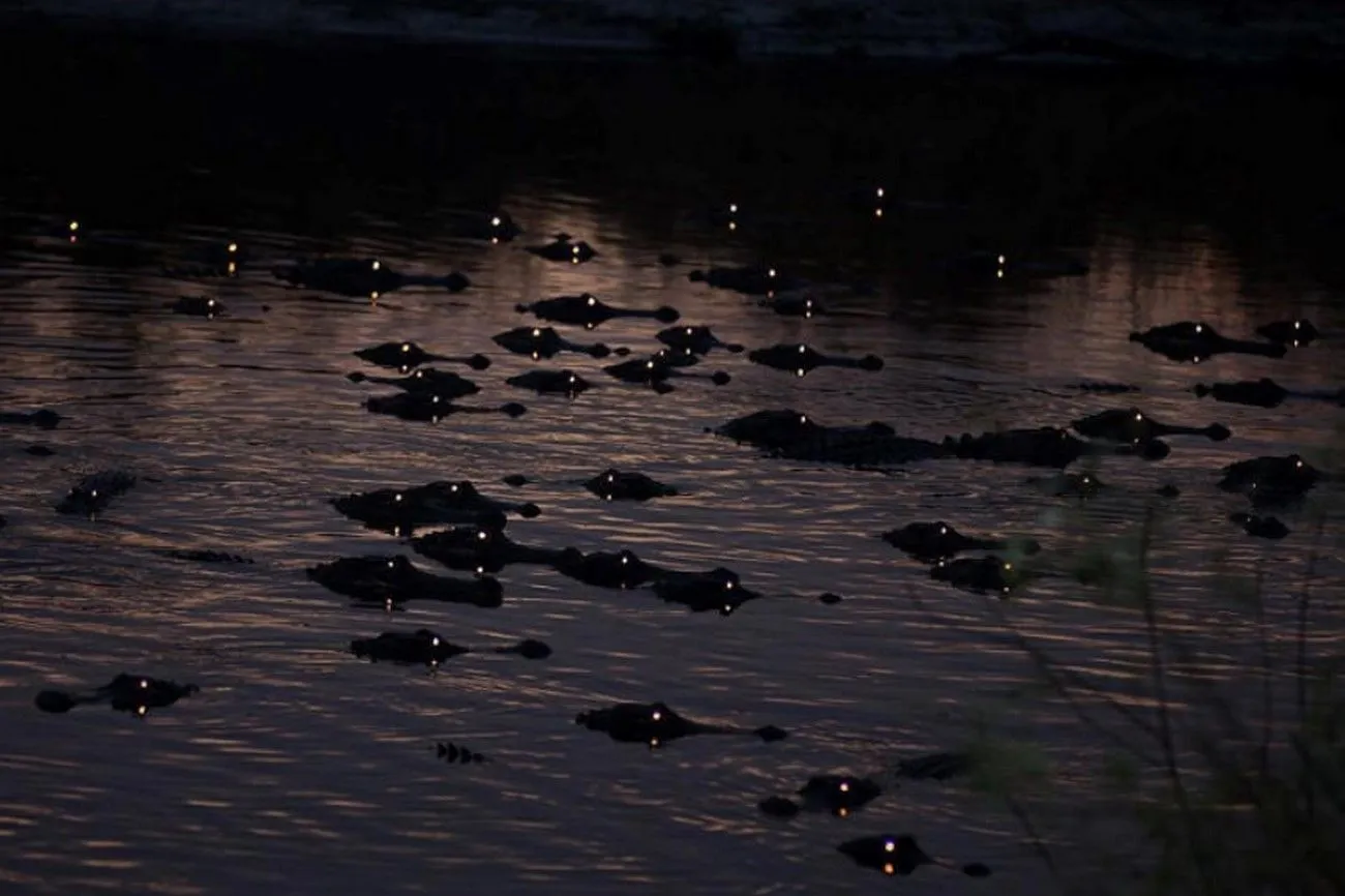 22. A Lot of the Alligators at Night.jpg?format=webp