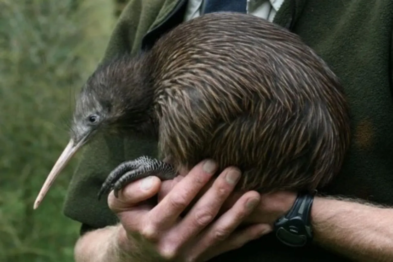 22. Size of a Kiwi in real life.jpg?format=webp