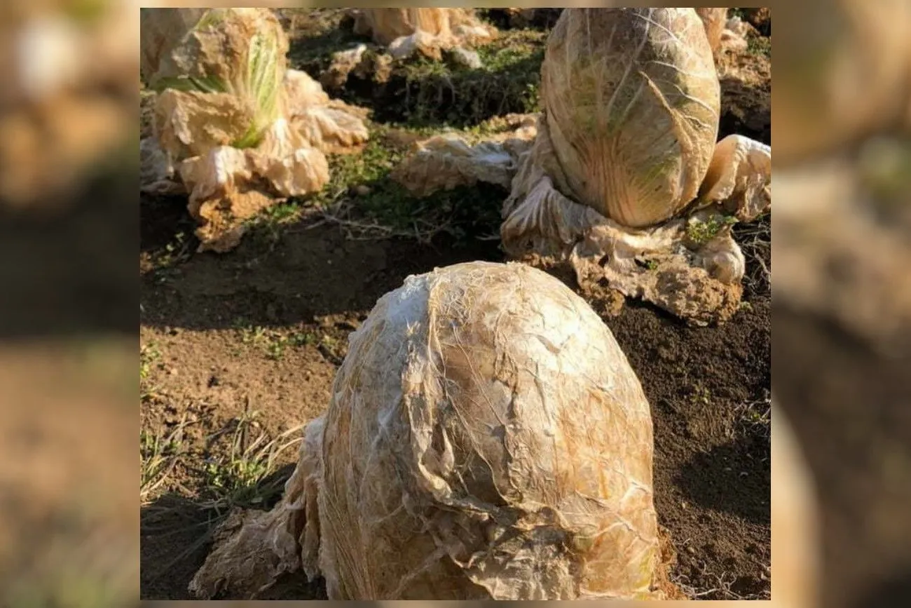 25. Cabbage Field.jpg?format=webp