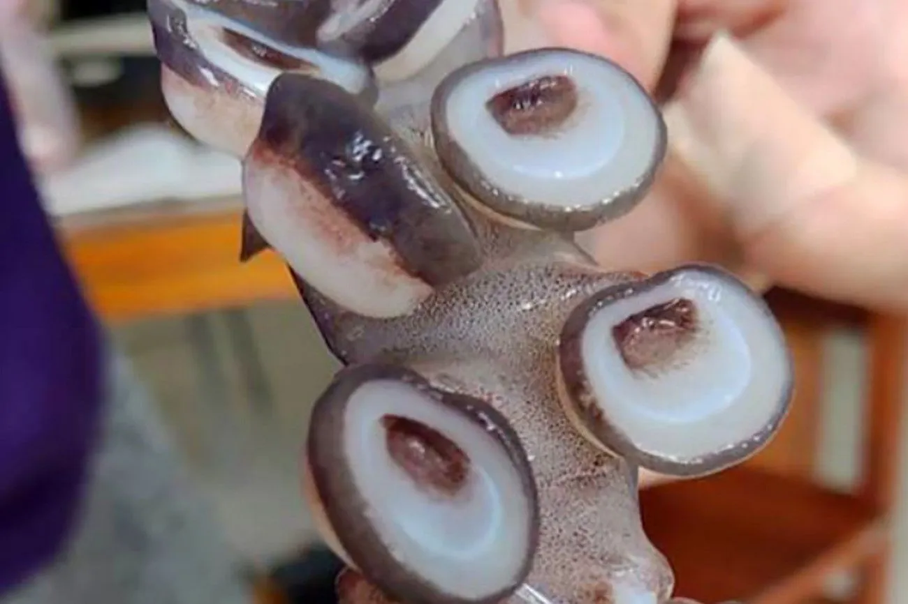 29. Teeth In A Squid Suction Cup.jpg?format=webp