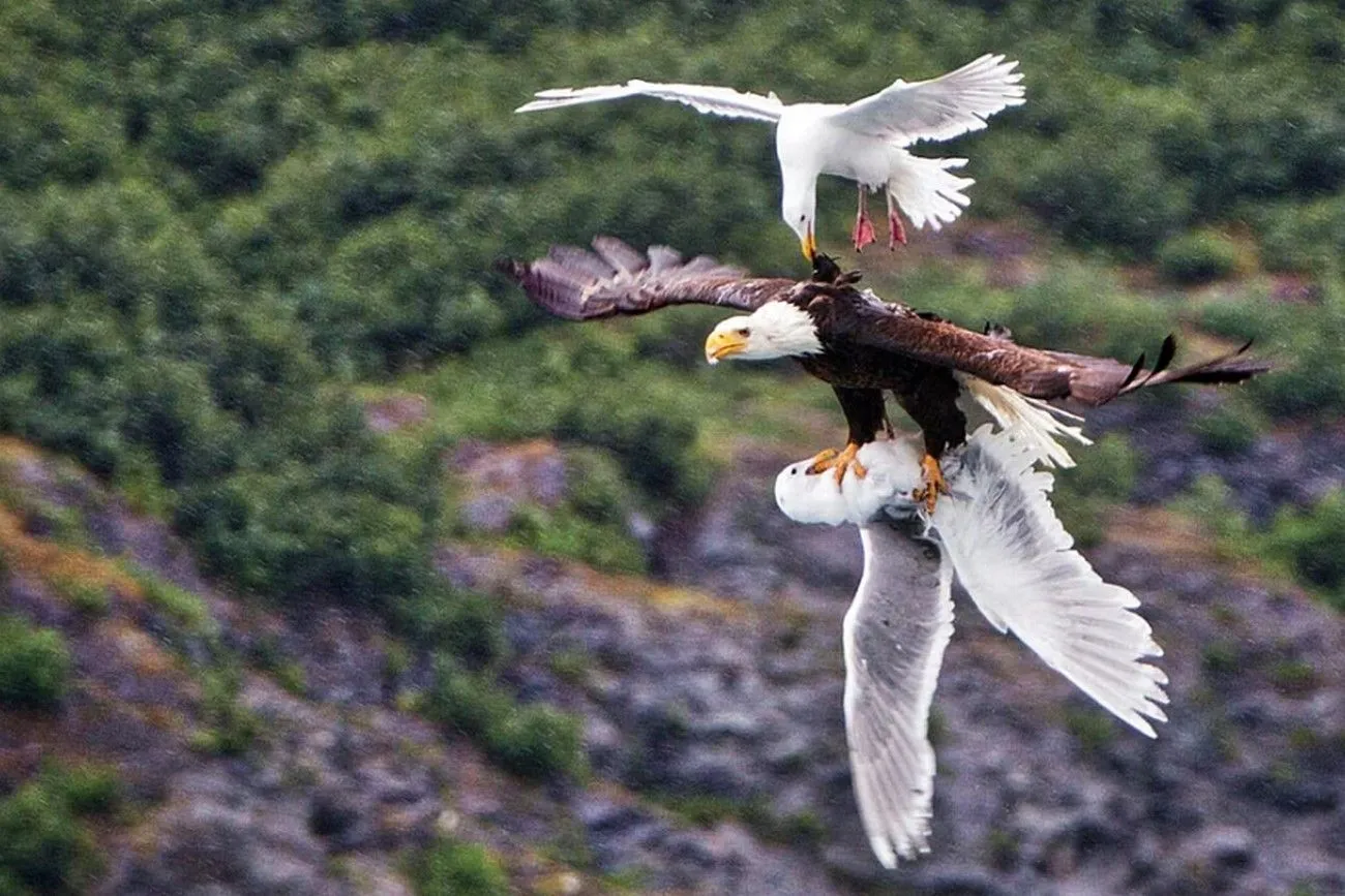 34. Seagull Attempts to Save Friend.jpg?format=webp