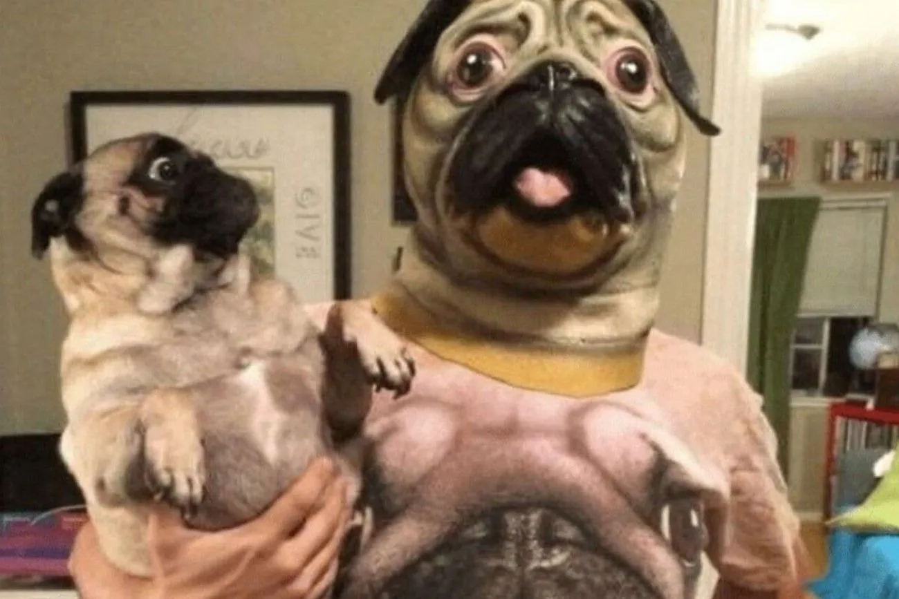 34. They Simply Adore Pugs.jpg?format=webp