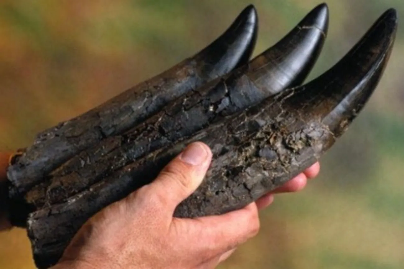 35. Tyrannosaurus tooth versus human arm.jpg?format=webp