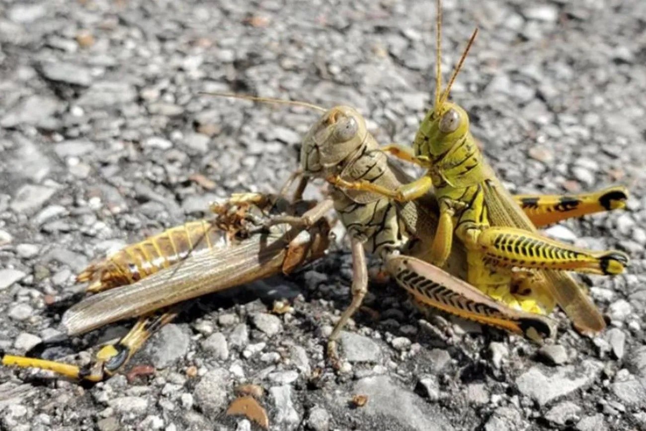 36. The strange world of grasshoppers.jpg?format=webp