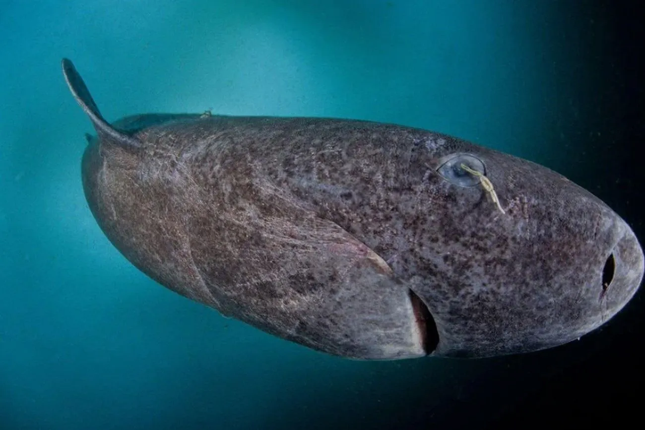 38. Greenland Shark, 512 years old.jpg?format=webp