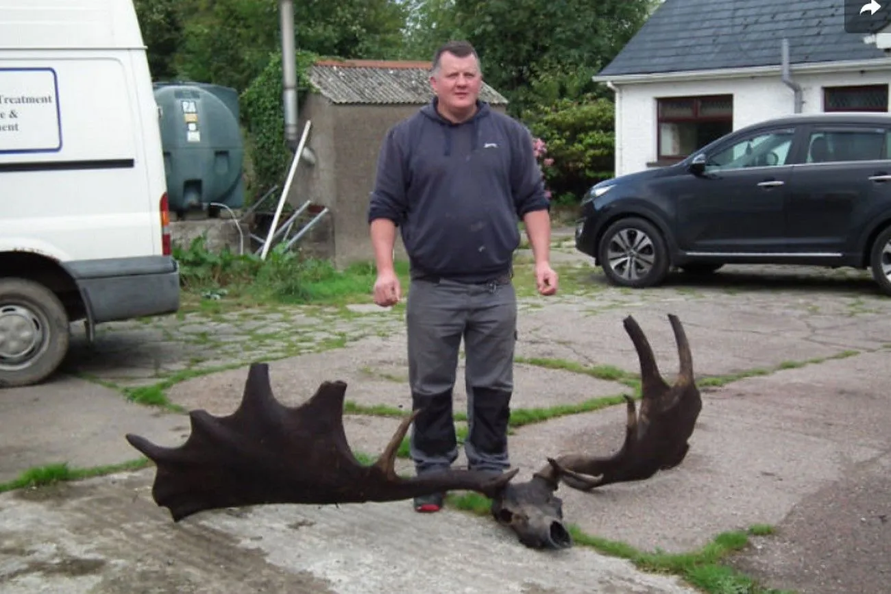 39. Old Skull Of An Extinct Giant Irish Elk .jpg?format=webp