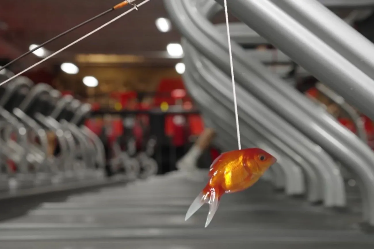 3. Goldfish .jpg?format=webp