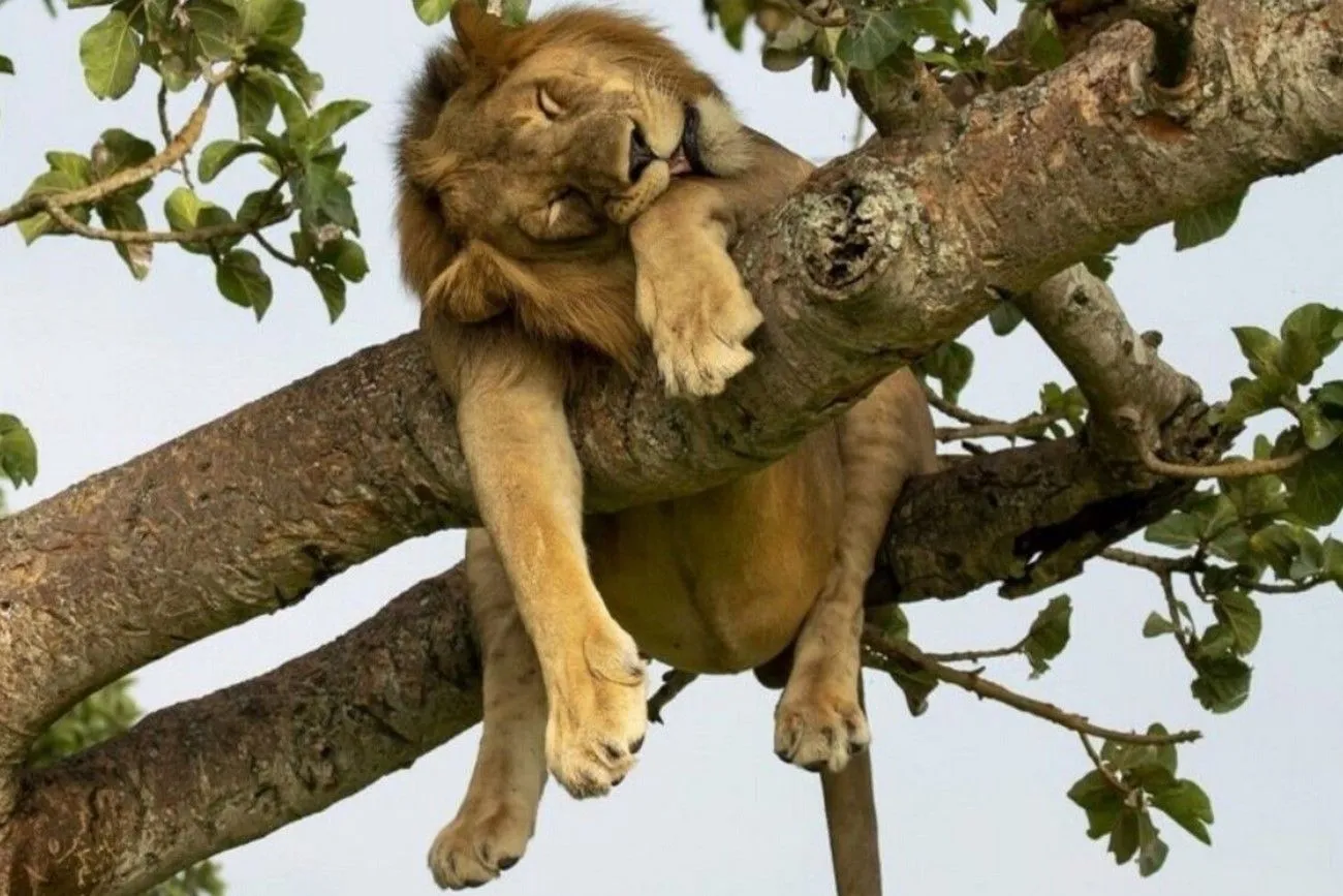 43. Lion Sleeping on a Tree.jpg?format=webp