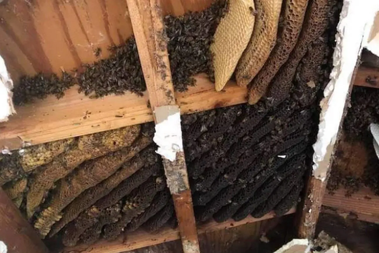 43. Occupying Bees.jpg?format=webp