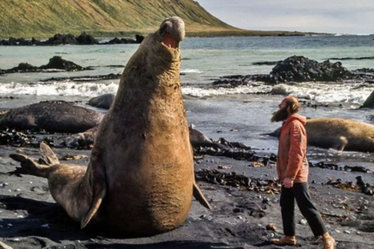 44. Elephant seals and people.jpg?format=webp