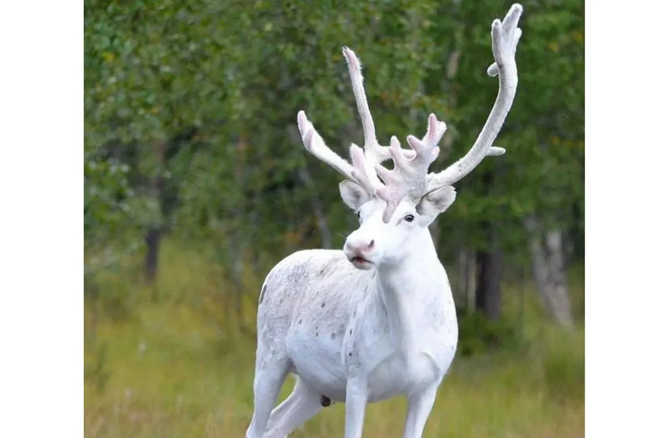 44. Very rare white reindeer from Sweden.jpg?format=webp