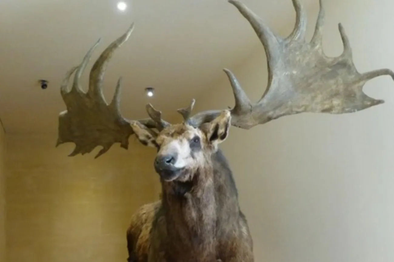 45. Giant antlers.jpg?format=webp