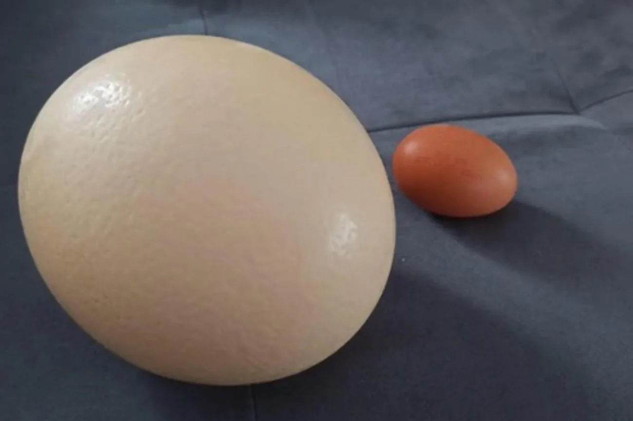 46. Comparing chicken and ostrich eggs.jpg?format=webp