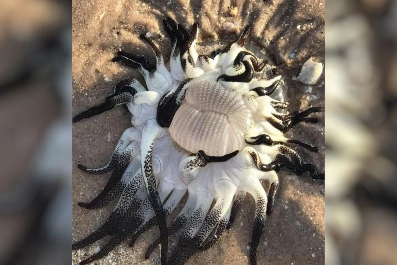 47. Deadly Striped Anemone.jpg?format=webp