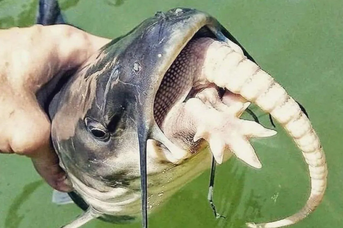 48. Catfish is eating armadillo.jpg?format=webp