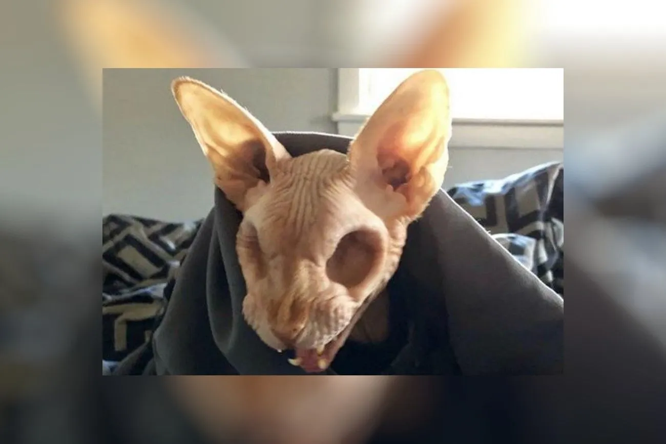 50. Sphynx Cat With No Eyes.jpg?format=webp