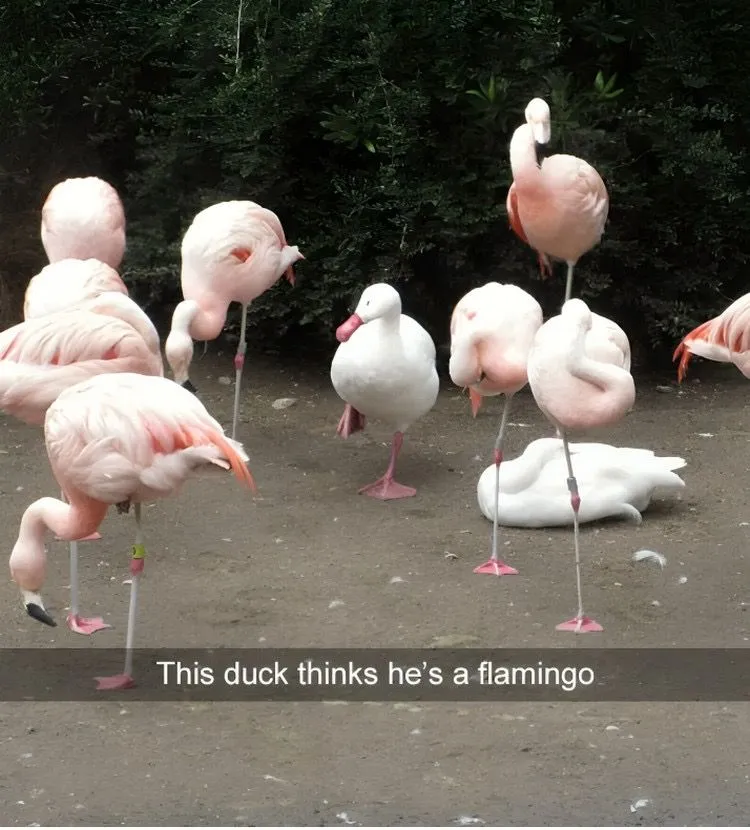 5. Flamingo or Duck?.jpg?format=webp