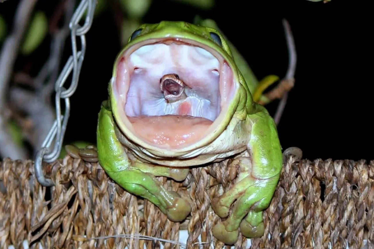 5. Frog Eating a Snake.jpg?format=webp