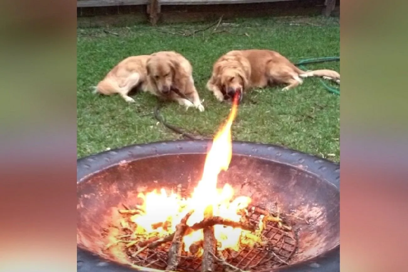 6. Fire’s dog.jpg?format=webp