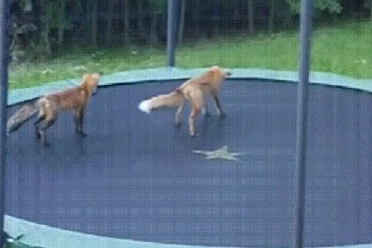 7. On a trampoline with foxes.jpg?format=webp