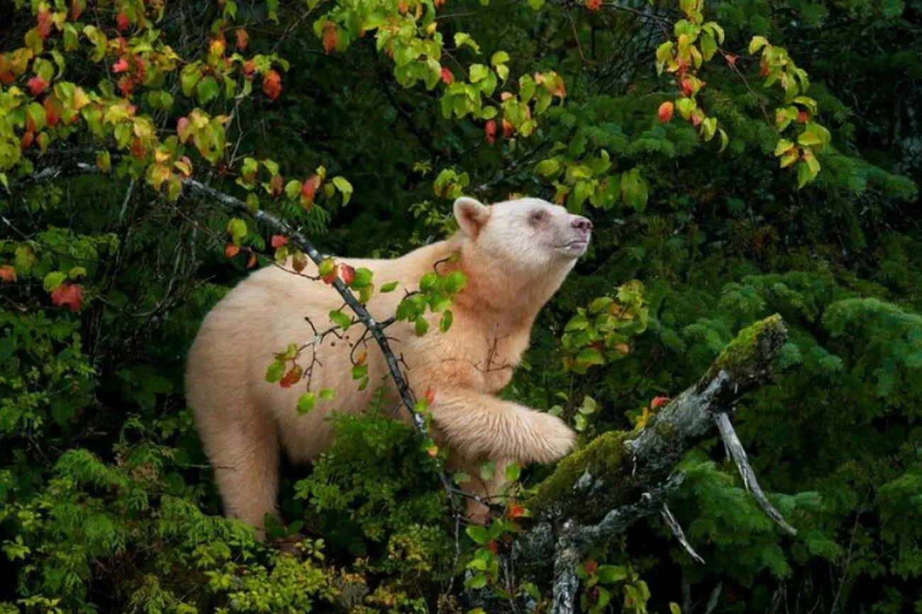 8. A Very Rare Bear Fur Color.jpg?format=webp