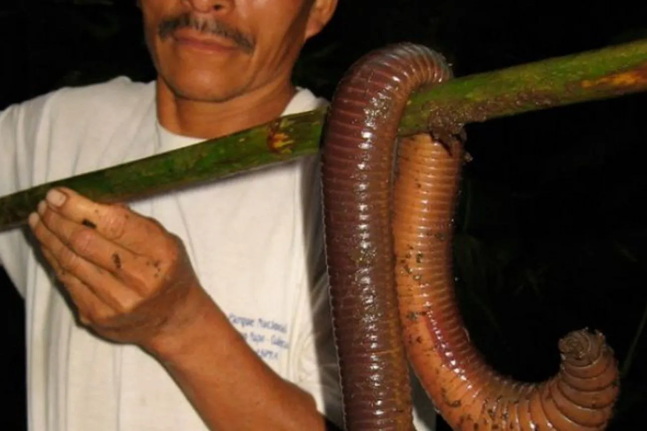 9. Enormous earthworm.jpg?format=webp