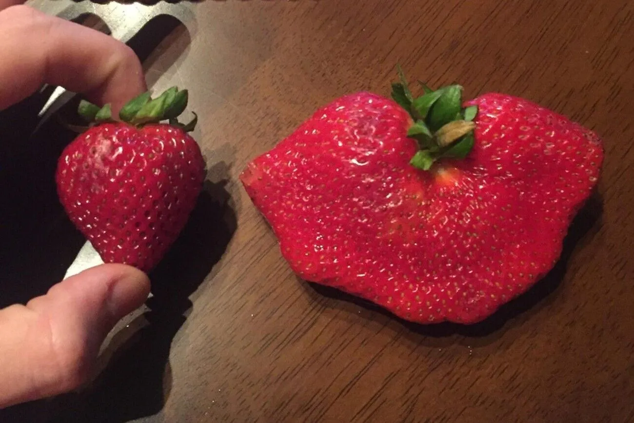 Garden Strawberry versus Walmart Strawberries (1).jpg?format=webp