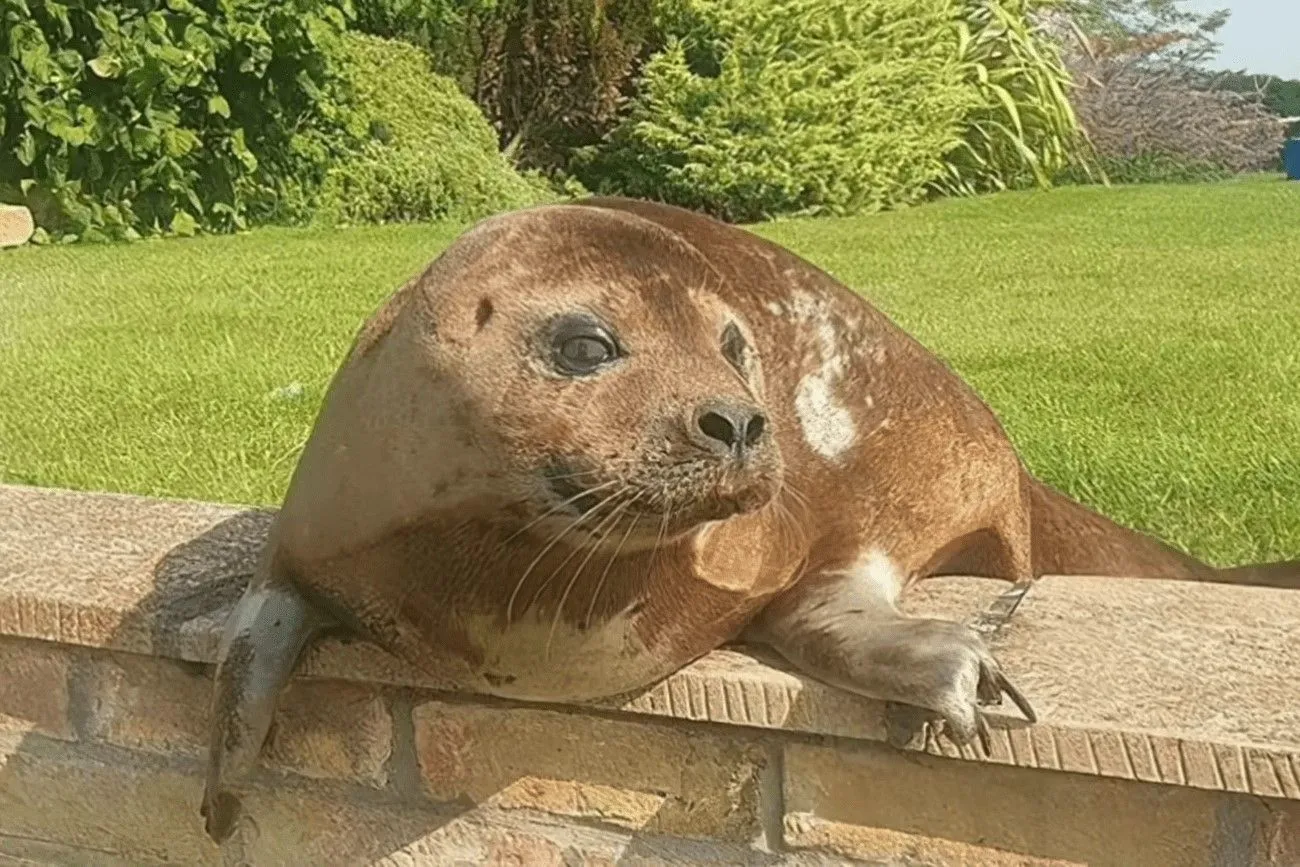 Have you ever seen a seal sunbathing on your patio.jpg?format=webp