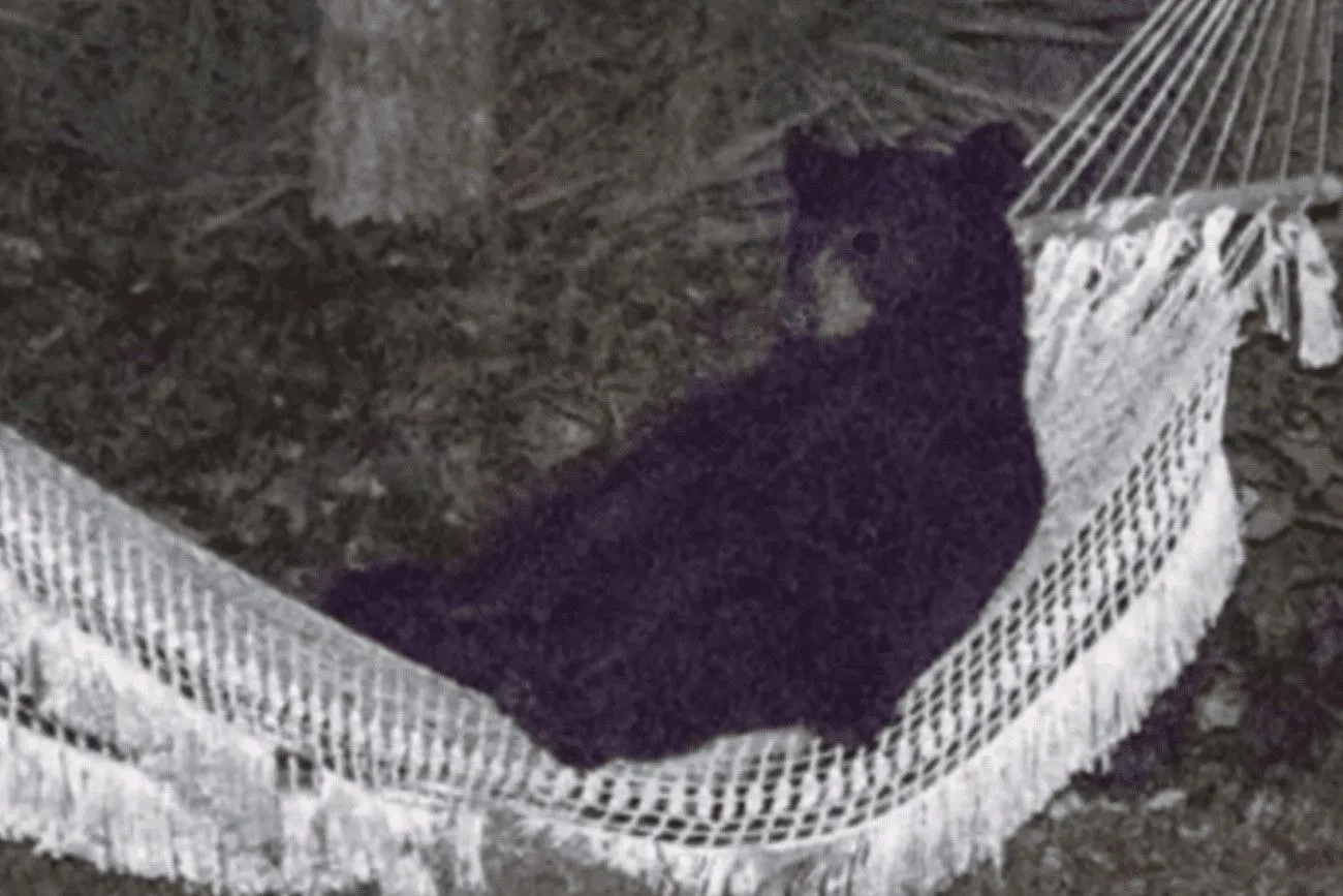 The bear came to rest in a hammock.jpg?format=webp